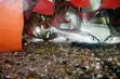 Aquarium Silver Shark - 3
