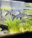Aquarium Silver Shark - 4