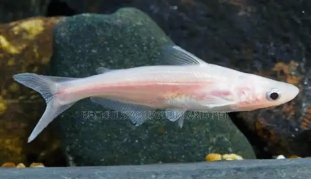 Albino Shark - 1