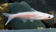 Albino Shark - 1