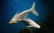 Albino Shark - 2