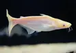 Albino Shark - 3