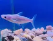 Albino Shark - 4