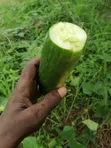 Organic Ginger & Kwawu Nsusua - 1