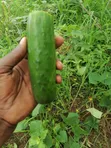 Organic Ginger & Kwawu Nsusua - 2