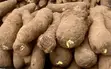 Fresh Farm Pona Yams - Top Quality - 2