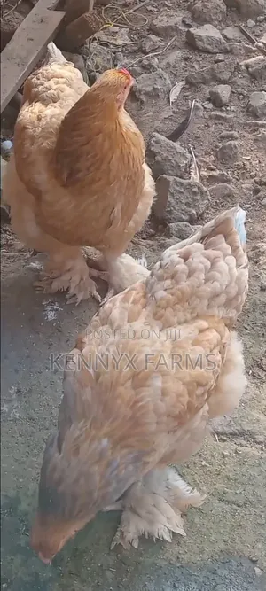 Two Matured Female Brahma Chickens