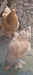 Two Matured Female Brahma Chickens - 1