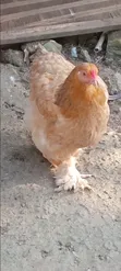 Two Matured Female Brahma Chickens - 2