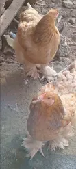 Two Matured Female Brahma Chickens - 3