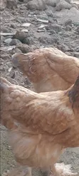 Two Matured Female Brahma Chickens - 4