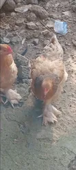 Two Matured Female Brahma Chickens - 5
