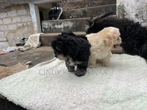 Purebred Female Maltese Puppy, 1-3 Months Old