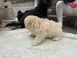 Purebred Female Maltese Puppy, 1-3 Months Old - 2