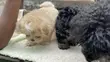 Purebred Female Maltese Puppy, 1-3 Months Old - 4