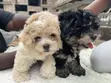 Purebred Female Maltese Puppy, 1-3 Months Old - 5