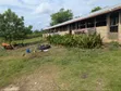 Poultry/Goat/Piggery Farm for Sale - Asante Akim North - 4