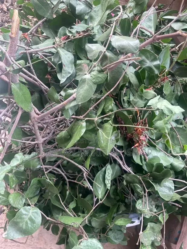 Nkranpa Leaves (Mistletoe Plant) - 1