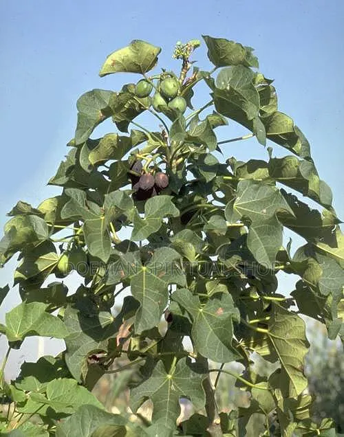White Jatropha (Nkranedua) - 1