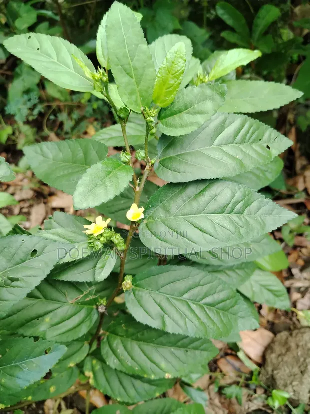 Sida Acuta (Twita) Leaves - 1