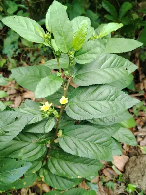 Sida Acuta (Twita) Leaves