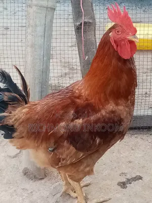 Emmanuel Farms Sasso Chickens