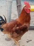 Emmanuel Farms Sasso Chickens - 1