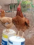 Emmanuel Farms Sasso Chickens - 2
