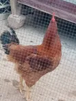 Emmanuel Farms Sasso Chickens - 3