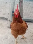 Emmanuel Farms Sasso Chickens - 4