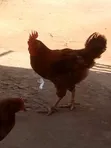 Emmanuel Farms Sasso Chickens - 5
