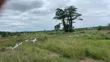 Serviced Acres of Land for Sale in Dodowa Ayikuma - 2