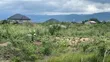 Serviced Acres of Land for Sale in Dodowa Ayikuma - 3