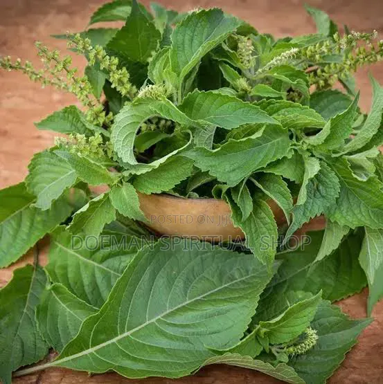 Fresh Nunum Leaves (African Basil) - 1