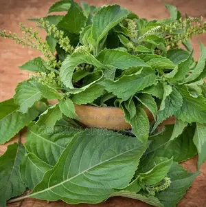 Fresh Nunum Leaves (African Basil)