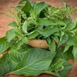 Fresh Nunum Leaves (African Basil) - 1