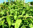 Fresh Nunum Leaves (African Basil) - 2