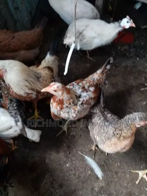 Local Chickens - Healthy and Strong
