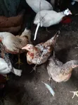 Local Chickens - Healthy and Strong - 1