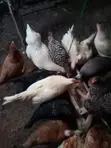 Local Chickens - Healthy and Strong - 2