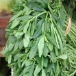 Water Leaves - 1
