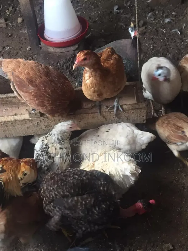 Local Chickens - 1