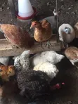 Local Chickens - 1