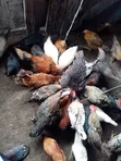 Local Chickens - 2
