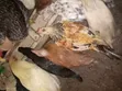 Local Chickens - 3