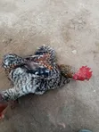 Local Chickens - 4