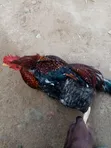 Local Chickens - 5
