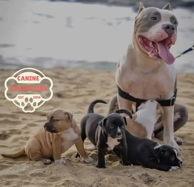 1-3 Month Female Purebred American Pit Bull Terrier - 1
