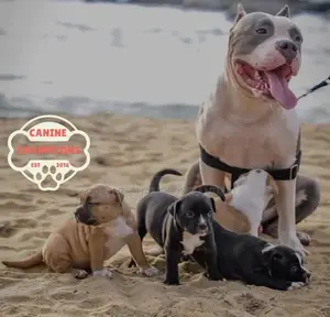 1-3 Month Female Purebred American Pit Bull Terrier