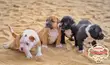 1-3 Month Female Purebred American Pit Bull Terrier - 2